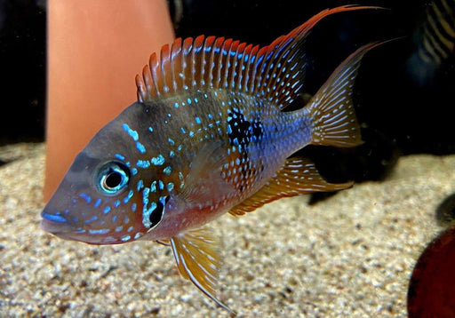 Elliot's Buntbarsch - Thorichthys ellioti aqua-teck