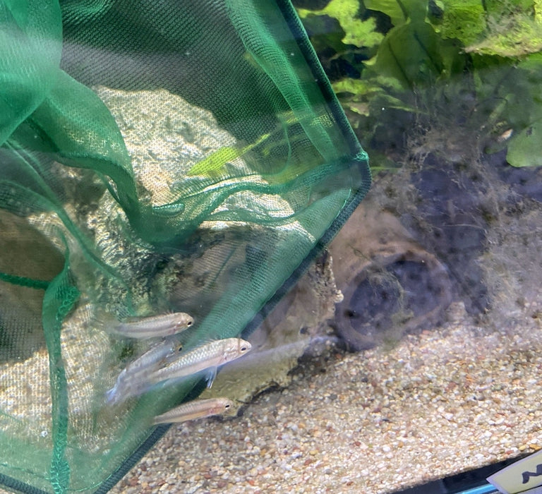 GLEICH MITBESTELLEN - Einsetzset - schonendes Einsetzen Ihrer Neuankömmlinge aqua-teck