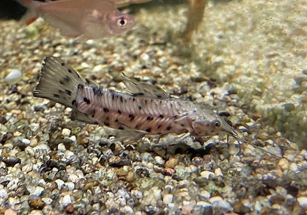 Gemalter Schwielenwels - Hoplosternum thoracatum aqua-teck