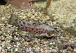 Gemalter Schwielenwels - Hoplosternum thoracatum aqua-teck