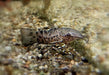 Gemalter Schwielenwels - Hoplosternum thoracatum aqua-teck