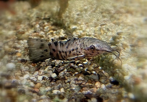 Gemalter Schwielenwels - Hoplosternum thoracatum aqua-teck