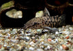 Gemalter Schwielenwels - Hoplosternum thoracatum aqua-teck