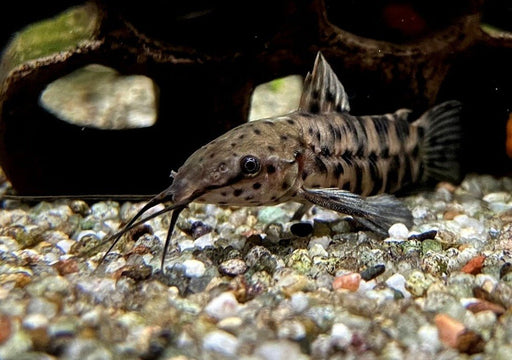 Gemalter Schwielenwels - Hoplosternum thoracatum aqua-teck