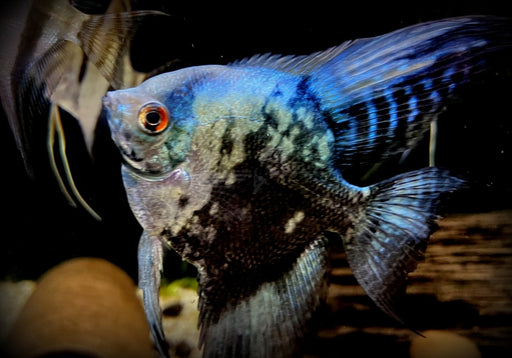 Jaguar-Skalar / Map Skalar / California Skalar - Pterophyllum scalare aqua-teck