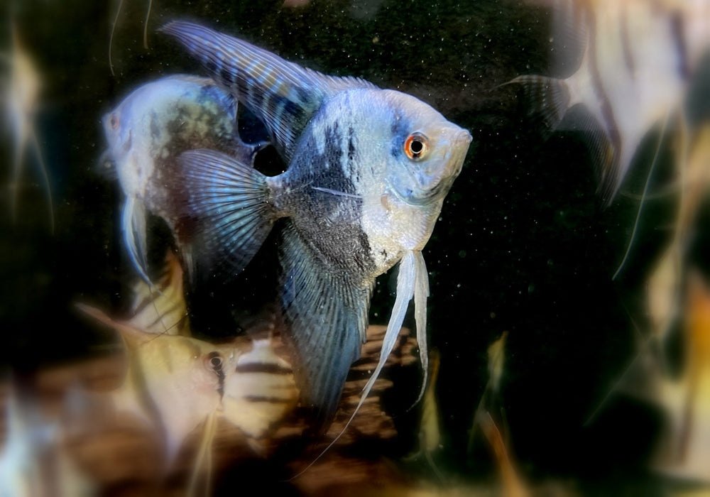 Jaguar-Skalar / Map Skalar / California Skalar - Pterophyllum scalare aqua-teck