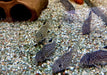 Juli-Panzerwels / Dreilinienpanzerwels - Hoplisoma Corydoras julii ggf. trilineatus aqua-teck