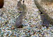 Juli-Panzerwels / Dreilinienpanzerwels - Hoplisoma Corydoras julii ggf. trilineatus aqua-teck