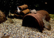 Juli-Panzerwels / Dreilinienpanzerwels - Hoplisoma Corydoras julii ggf. trilineatus aqua-teck