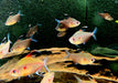 Fahnen-Kirschflecksalmler - Hyphessobrycon erythrostigma aqua-teck