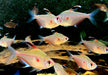 Fahnen-Kirschflecksalmler - Hyphessobrycon erythrostigma aqua-teck