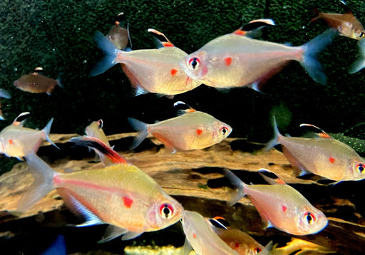 Fahnen-Kirschflecksalmler - Hyphessobrycon erythrostigma aqua-teck