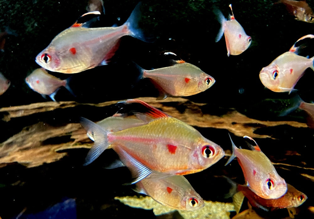 Fahnen-Kirschflecksalmler - Hyphessobrycon erythrostigma aqua-teck
