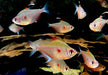 Fahnen-Kirschflecksalmler - Hyphessobrycon erythrostigma aqua-teck