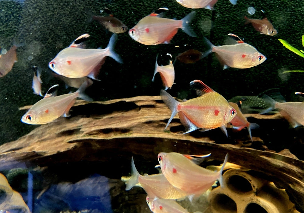 Fahnen-Kirschflecksalmler - Hyphessobrycon erythrostigma aqua-teck