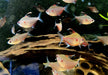 Fahnen-Kirschflecksalmler - Hyphessobrycon erythrostigma aqua-teck