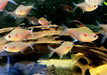 Fahnen-Kirschflecksalmler - Hyphessobrycon erythrostigma aqua-teck