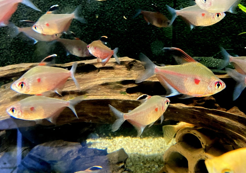 Fahnen-Kirschflecksalmler - Hyphessobrycon erythrostigma aqua-teck
