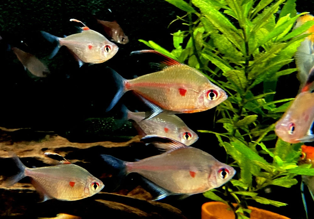 Fahnen-Kirschflecksalmler - Hyphessobrycon erythrostigma aqua-teck
