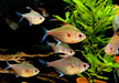 Fahnen-Kirschflecksalmler - Hyphessobrycon erythrostigma aqua-teck