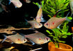 Fahnen-Kirschflecksalmler - Hyphessobrycon erythrostigma aqua-teck