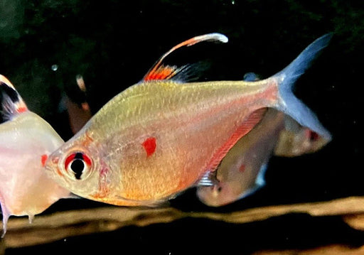 Fahnen-Kirschflecksalmler - Hyphessobrycon erythrostigma aqua-teck