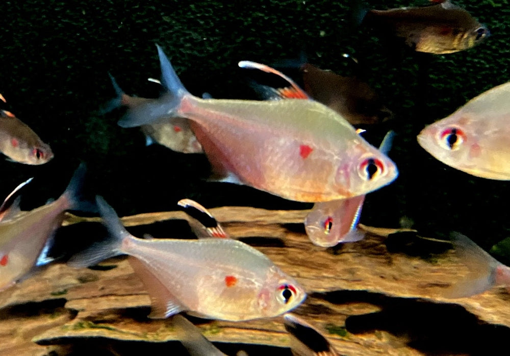 Fahnen-Kirschflecksalmler - Hyphessobrycon erythrostigma aqua-teck