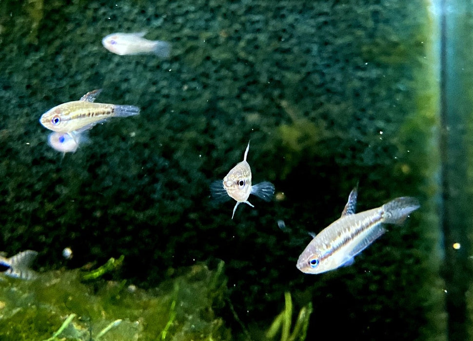 Knurrender Zwerggurami - Trichopsis pumila aqua-teck