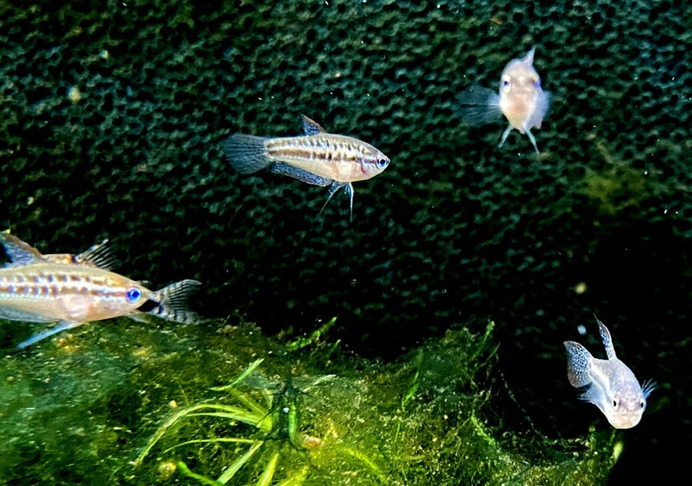 Knurrender Zwerggurami - Trichopsis pumila aqua-teck