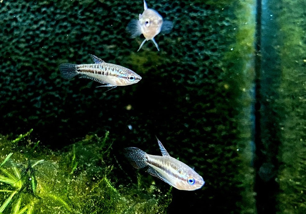 Knurrender Zwerggurami - Trichopsis pumila aqua-teck