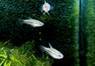 Knurrender Zwerggurami - Trichopsis pumila aqua-teck