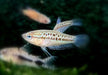 Knurrender Zwerggurami - Trichopsis pumila aqua-teck