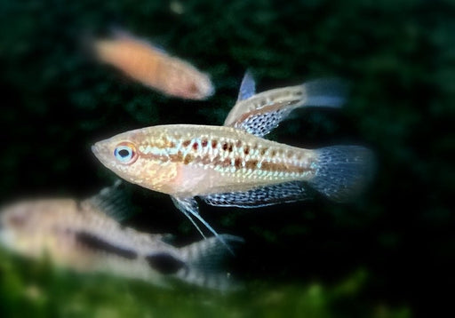Knurrender Zwerggurami - Trichopsis pumila aqua-teck