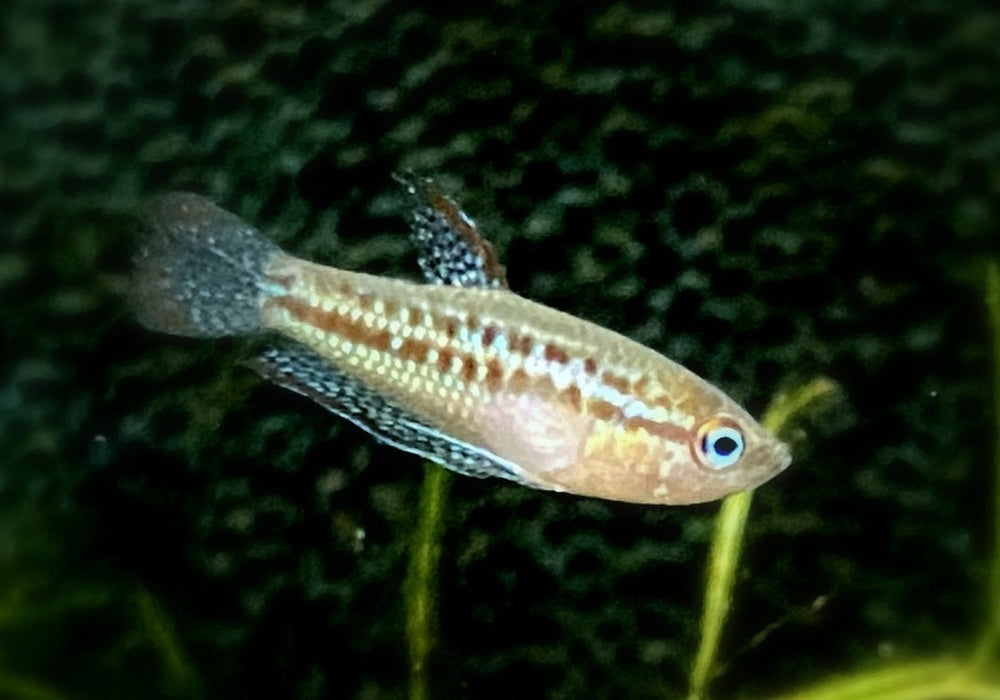 Knurrender Zwerggurami - Trichopsis pumila aqua-teck