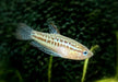 Knurrender Zwerggurami - Trichopsis pumila aqua-teck