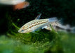 Knurrender Zwerggurami - Trichopsis pumila aqua-teck