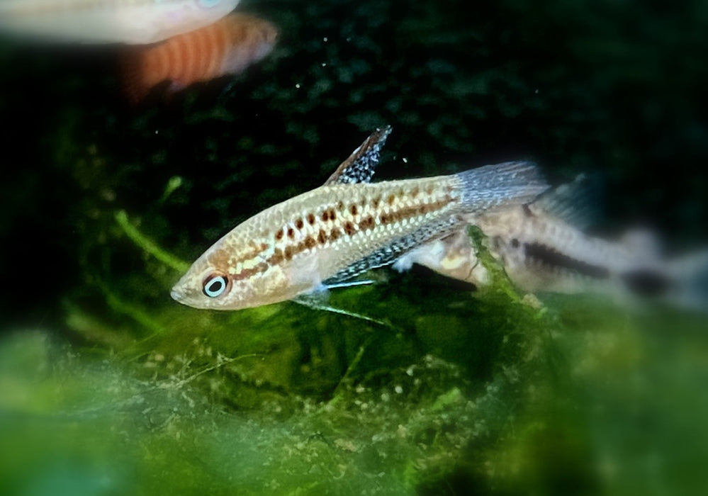 Knurrender Zwerggurami - Trichopsis pumila aqua-teck
