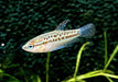 Knurrender Zwerggurami - Trichopsis pumila aqua-teck
