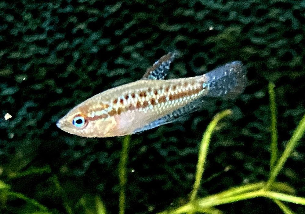 Knurrender Zwerggurami - Trichopsis pumila aqua-teck