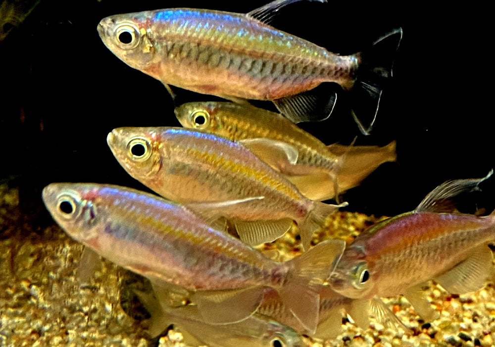 Blauer Kongosalmler - Phenacogrammus interruptus aqua-teck