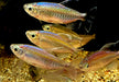 Blauer Kongosalmler - Phenacogrammus interruptus aqua-teck
