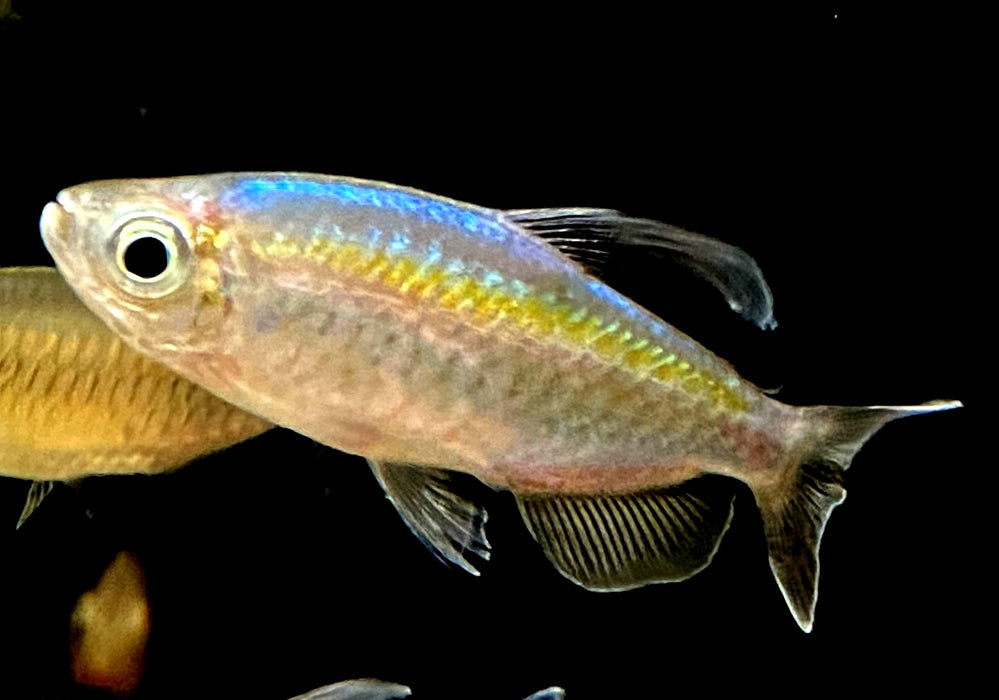 Blauer Kongosalmler - Phenacogrammus interruptus aqua-teck
