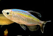 Blauer Kongosalmler - Phenacogrammus interruptus aqua-teck
