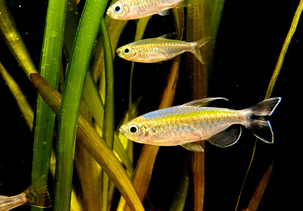 Blauer Kongosalmler - Phenacogrammus interruptus aqua-teck