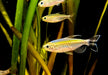 Blauer Kongosalmler - Phenacogrammus interruptus aqua-teck