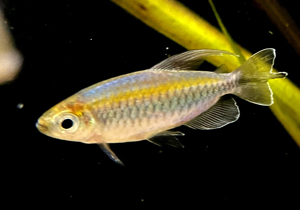 Blauer Kongosalmler - Phenacogrammus interruptus aqua-teck