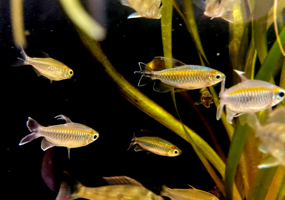 Blauer Kongosalmler - Phenacogrammus interruptus aqua-teck