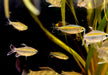 Blauer Kongosalmler - Phenacogrammus interruptus aqua-teck
