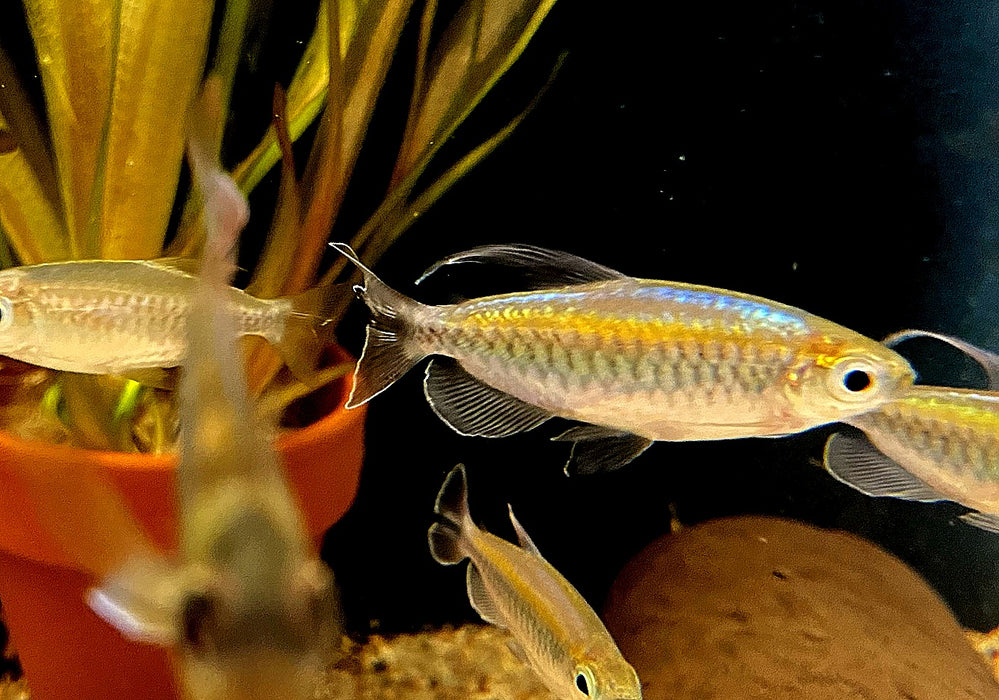 Blauer Kongosalmler - Phenacogrammus interruptus aqua-teck
