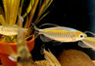 Blauer Kongosalmler - Phenacogrammus interruptus aqua-teck